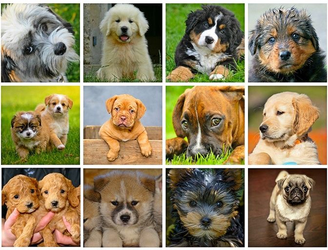 Soins énergétiques pour les animaux